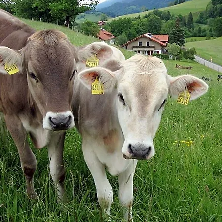 Weixler Schindelberg *